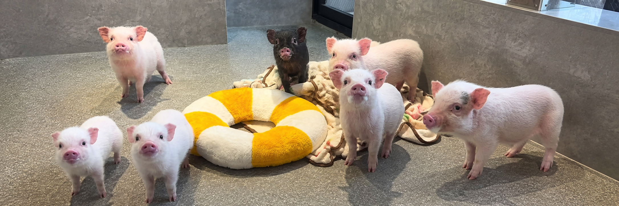 All of the pigs together