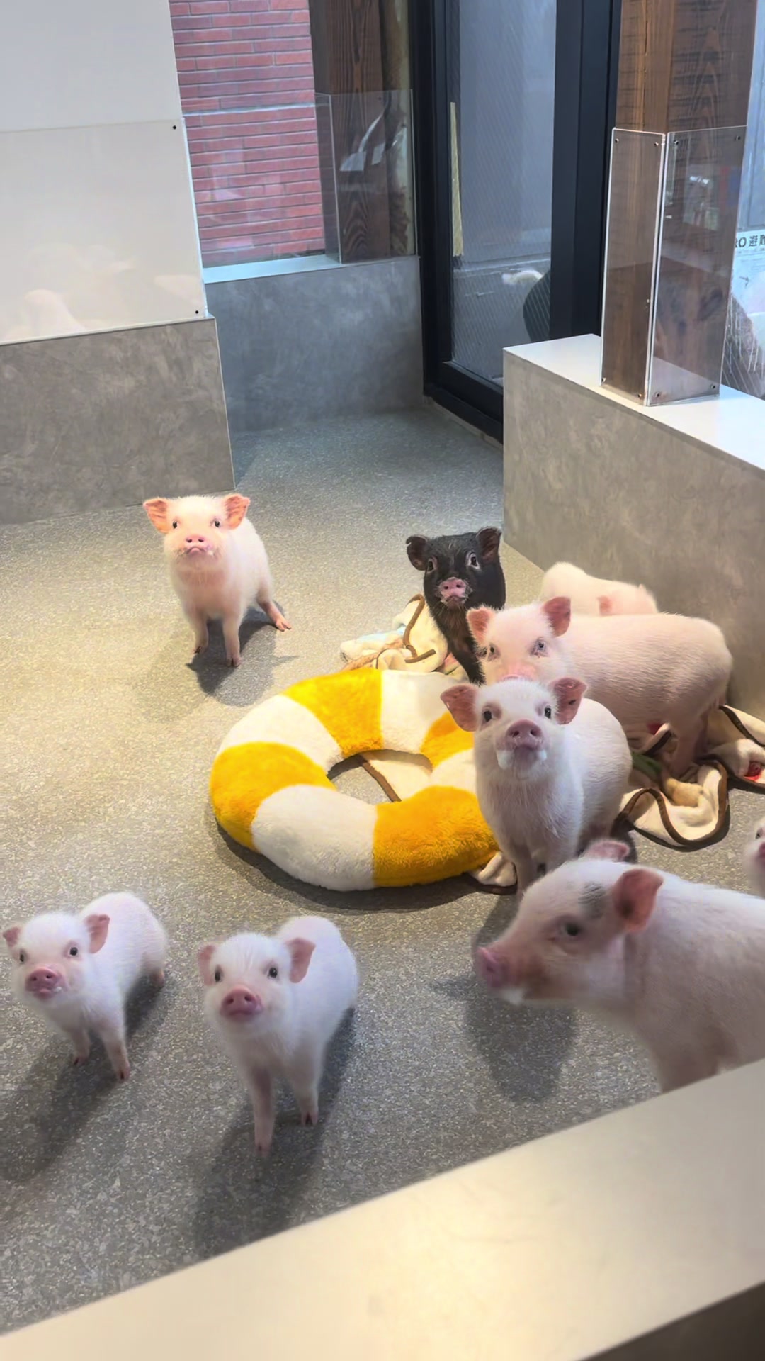 The group of tiny pigs from the original viral video